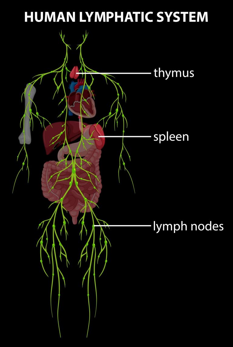 Diagram of the human lymphatic system showing the thymus, spleen and lymph nodes